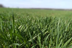 Zimotrwałość pszenicy ozimej