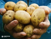 Corteva Agriscience podpisuje umowę z Gaïago w celu tworzenia i globalnej dystrybucji biofungicydów