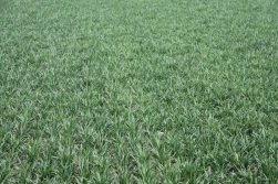 Dolistne odżywianie zbóż