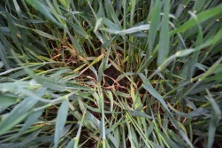 Na podstawę źdźbła - prewencja i interwencja