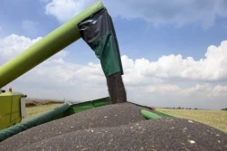 KZPRiRB: rzepak w górę