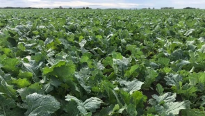 Jak nawozić rzepak azotem?