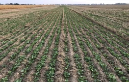 Dokarmianie rzepaku borem