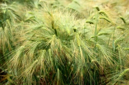 Analitycy PKO BP: jakie prognozy dla cen zbóż?