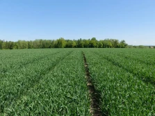 Wczesnowiosenne zwalczanie chwastów dwuliściennych w zbożach z wykorzystaniem florasulamu