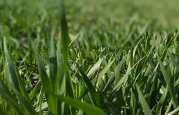 Nawożenie donasienne – dobry strat