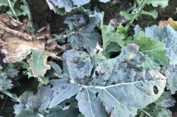 Nowy standard w hodowli rzepaku