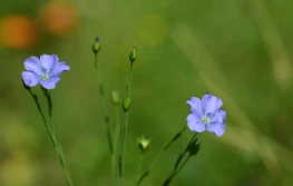 Jest szansa na dopłaty do ubezpieczenia facelii, lnu i konopi!