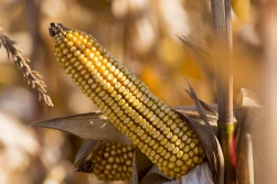 Początek zbioru kukurydzy na ziarno