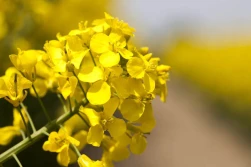 Dwugłos o biopaliwach: Rząd - Polska Koalicja Biopaliw