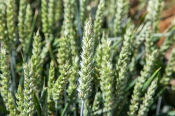 Chroniąc kłos, dbasz o jakość ziarna