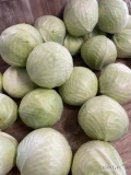 Kapusta biała kaliber 3kg plus ładna całą idealna na giełdową lub gołąbki. Czas realizacji do 4 dni 