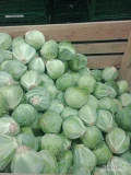 Witam sprzedam kapustę białą od 0,5 -1,5 kg odsort, około 3 ton