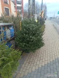 Jodły kaukaskie kościelne 400 -600 cm. 