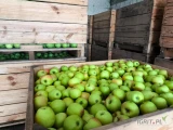 Sprzedam jabłka Mutsu 31 skrzyń około 10t rozmiar 7+