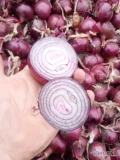 Sprzedam cebulę czerwoną ok 50 t