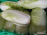 Sprzedam ładną kapuste pekińska kaliber od 0.5 do 2 kg opakowanie do uzgodnienia ilości paletowe 