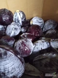 Sprzedam kapustę czerwoną ładna z nalotem. Ilości paletowe, tirowe 