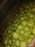 Sprzedam jabłko odmiany Golden delicious, około 155 skrzyń 