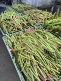 Witam sprzedam rabarbar zielony Viktoria obustronnie ciety 60t oraz Goliat 30 t