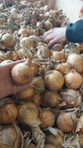 Cebula ŻÓŁTA na worek i do obierania. Ilości tirowe, import, dostawa do klienta w całej Polsce. Towar gruby 65-75%6mm+. Zapraszam. 