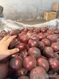 Sprzedam cebulę czerwoną 5+ na obieranie ilości calosamochodowe luz bb polecam