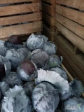 Sprzedam kapustę czerwoną 0.8-3.5kg około 60 ton