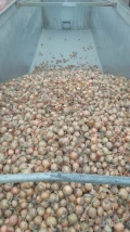 Cebula ŻÓŁTA na worek i do obierania. Ilości tirowe, import, dostawa do klienta w całej Polsce. Towar gruby 65-75%6mm+. Co tydzień...
