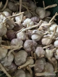 Sprzedam czosnek zimowy Harnaś w lecie lub oczyszczony sprzedaż na kilogramy więcej info pod numerem telefonu 