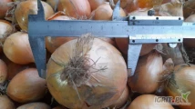 Sprzedam tirowe ilości cebuli żółtej 5+, jakość marketowa /luz, łódka/.