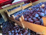 Продаем свежие сливы разных сортов из Республики Молдова.