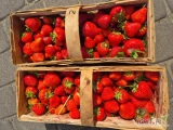 Sprzedam 450 koszy truskawek odmiany Aprica.