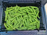 Sprzedam tonowe ilości groszku strąkowego-bardzo słodki. Pakowany wedle życzenia klienta. Tel. 721744824