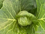 Sprzedam kapustę młodą 