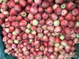 Sprzedam jabłko Gala nowe zbiory Import z Włoch