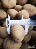 Sprzedam Ziemniak Polski Lord bardzo grube 50+ 350ton tel. 601159904 