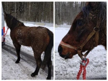 Koń galopował po drodze szybkiego ruchu