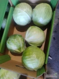 Sprzedam kapustę białą. Kalibraz 1-4.5 kg