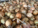 Sprzedam cebule z siewu zimowego na obieranie