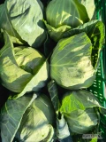 Sprzedam kapustę młodą 1.1 za kg lub 2.2 za sztukę każdy rodzaj opakowanie poza łuszczką.
