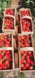 Sprzedam truskawki Azja do południa 350 koszy.Po południu Team 300 koszy 