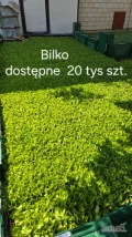 Sprzedam nadwyżkę rozsady bilko około 20 tyś 