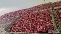 Sprzedam cebulę czerwoną kal 4-9 certyfikat  i Global odmiana RED TIDE fazor ok 1500 ton sucha luzem bądź w skrzynie 