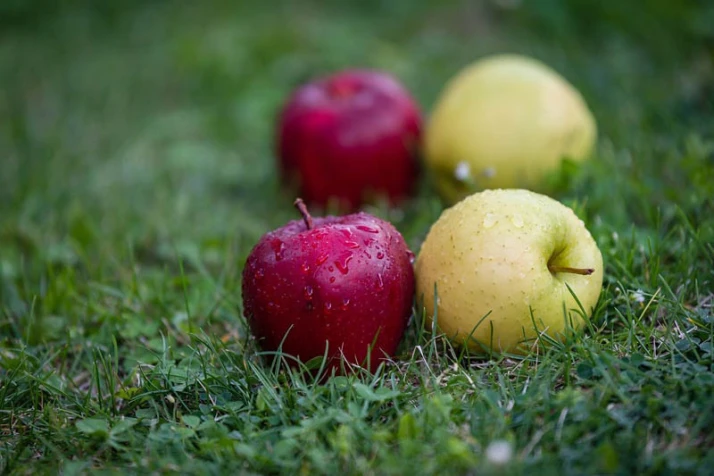 GUS: ile zebrano jabłek, gruszek, śliwek, wiśni w 2025 roku?