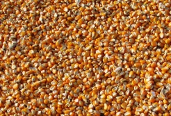 Eksport kukurydzy z Ukrainy przekroczył 10 mln ton