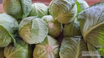 Sprzedam kapustę białą na market i przemysł ilości tirowe.