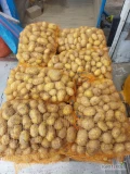 Ukopie na zamówienie ziemniaki jadalne Colombo, towar z jasnej ziemi, czysty, kaliber +35 mm. Więcej informacji pod nr tel 697631392