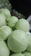 Witam posiadam do sprzedaży kapuste białą czerwoną,pekina.Pakowane w karton box ilości tir zainteresowanych zapraszam 