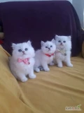  British Shorthair Kitten for Sale - Pedigree and Personality 