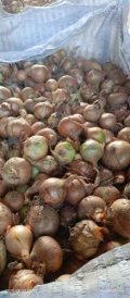 Sprzedam cebulę big bag około 10 ton kaliber 42+